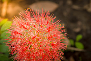 Scadoxus multiflorus & Haemanthus multiflorus & blood flower & powder puff lily close up.