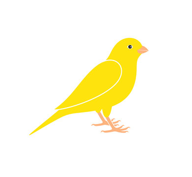 Canary logo. Isolated canary on white background