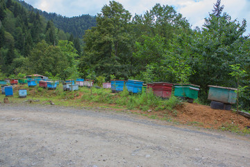 Fototapeta na wymiar Bee hives near the forest in the mountains