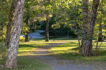 Autumn in the park at sunset.