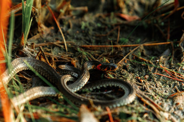 The grass snake, sometimes called a water snake, hides in the grass. Not poisonous snakes, fauna.