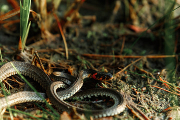 Obraz premium The grass snake, sometimes called a water snake, hides in the grass. Not poisonous snakes, fauna.