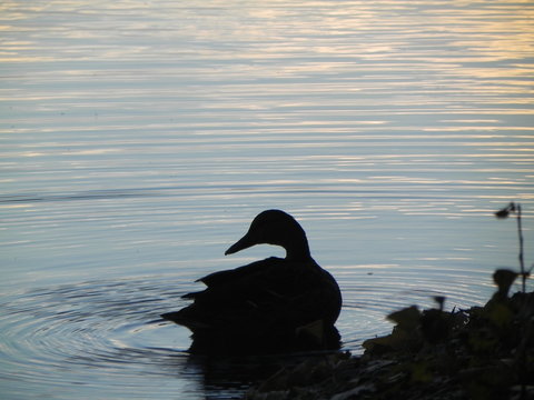 swan on lake