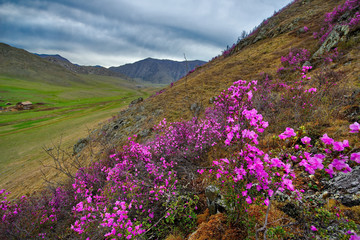 Fototapeta premium Russia. Mountain Altai. Chuyskiy tract in the period of the flowering of Maralnik (Rhododendron).