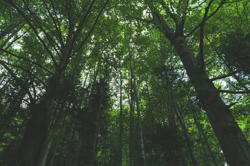 Trees in the Forest