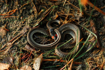 The grass snake, sometimes called a water snake, hides in the grass. Not poisonous snakes, fauna.