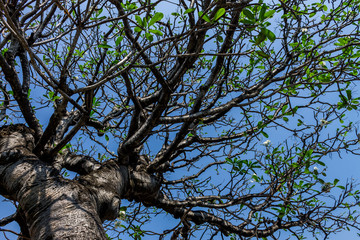 Background of nature