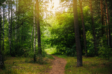 Naklejka premium A fabulous relic forest. Pinery. Nature. Outdoors background