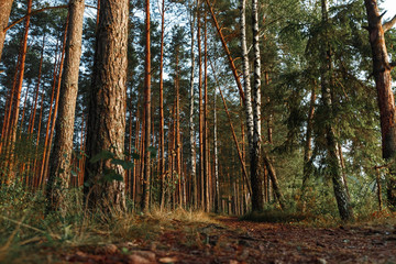 Fototapeta premium Autumn forest nature. Vivid morning in colorful forest with sun rays through branches of trees. Scenery of nature with sunlight