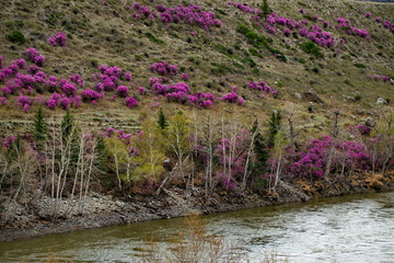 Obraz na płótnie Canvas Russia. Mountain Altai. Chuyskiy tract in the period of the flowering of Maralnik (Rhododendron).