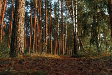 Fototapeta premium Autumn forest nature. Vivid morning in colorful forest with sun rays through branches of trees. Scenery of nature with sunlight