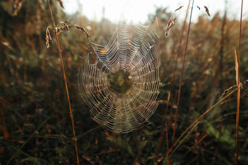 Big cowweb among blades in field in sun light at dawn. Spider's web in summer field in sun rays at dawn. Summer field at dawn. Droplets of dew on grass at dawn.