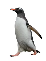 Foto op Canvas Gentoo penguin isolated on white background © Alexey Seafarer