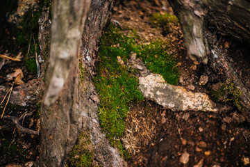Bark of wood with moss texture. Outdoors background