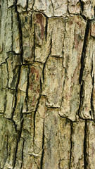 Tree skin texture - closeup