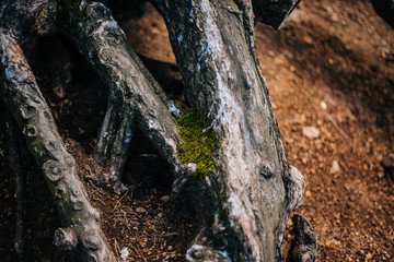 The roots of the tree dig into the ground. Forest texture.