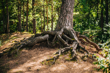 The roots of the tree dig into the ground. Forest texture.