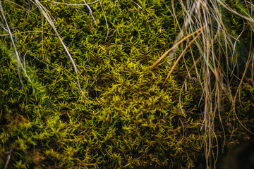 Forest fairy moss green. Forest texture