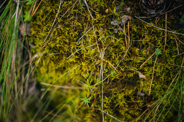 Forest fairy moss green. Forest texture