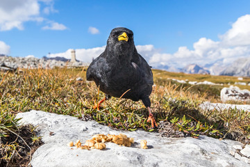 Alpendohlen auf dem Monte Piana