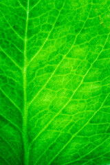 Fototapeta na wymiar Detail of a fresh green leaf close up background.