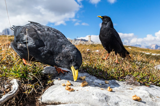 Alpendohlen auf dem Monte Piana