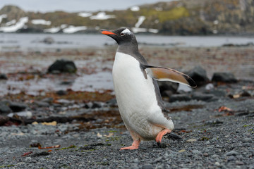 Gentoo penguin going on beach