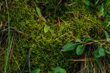 Forest fairy moss green. Forest texture