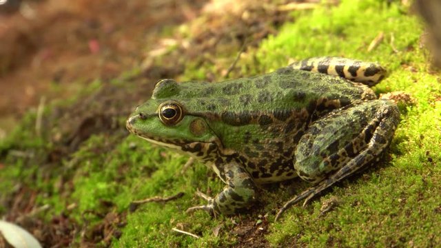 Close-up of a frog Rana ridibunda green with large eyes resting on the shore of a wild lake in autumn in the foothills of the North Caucasus