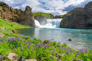 Fototapeta premium Hjalparfoss Waterfalls with the Lupine field and the river Fossa
