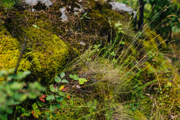 Forest fairy moss green. Forest texture