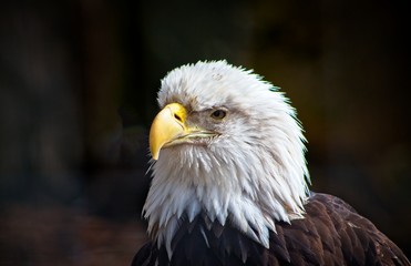 Bald Eagle, ever watchful, intensely focused, standing proud.