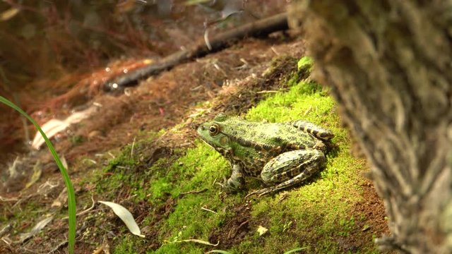 Close-up of a green Ran ridibunda with large eyes and a green color resting on the green moss of a wild lake shore in autumn in the foothills of the North Caucasus