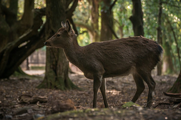 奈良　-  奈良公園