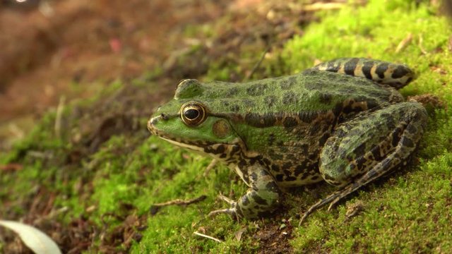 Close-up of the lake frog Rana ridibunda resting on the shore of a wild lake in the autumn in the foothills of the North Caucasus