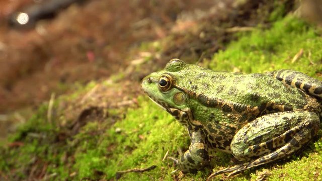 Close-up of the lake frog Rana ridibunda with large eyes and a green color resting on the green moss of the wild lake shore in autumn in the foothills of the North Caucasus
