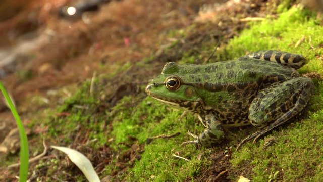 Lake autumn green frog Rana ridibunda sits on the shore of a wild lake in the foothills of the North Caucasus