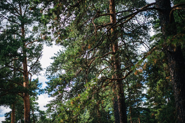 Overgrown with a reservoir in the relic forest. Outdoors background