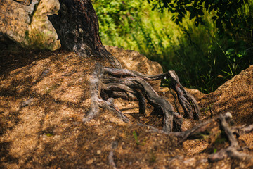 The roots of the tree dig into the ground. Forest texture.