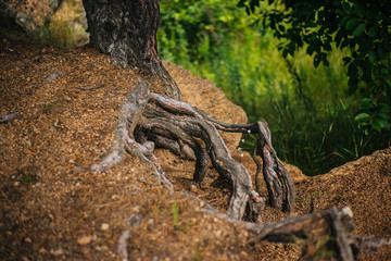 The roots of the tree dig into the ground. Forest texture.