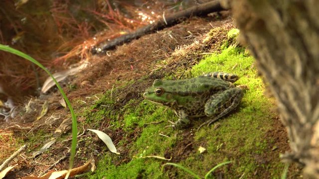 Lake frog Rana ridibunda sits on the shore of a wild lake on a moss under a tree in the autumn in the foothills of the North Caucasus