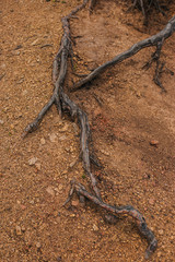 The roots of the tree dig into the ground. Forest texture.
