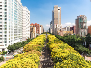 Fototapeta premium Banyan trees on Dunhua Road, Taipei.