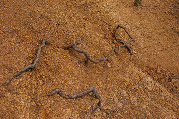 The roots of the tree dig into the ground. Forest texture.