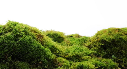 Green moss with grass isolated on white background