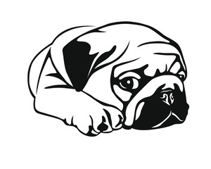 Sleeping Pug Baby - Mopsbaby