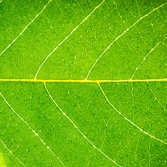 Detail of a fresh green leaf close up background.