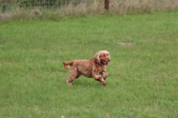 funny cocker spaniel is running in the garden