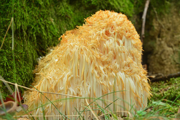 Hericium erinaceus fungus © Ionescu Bogdan