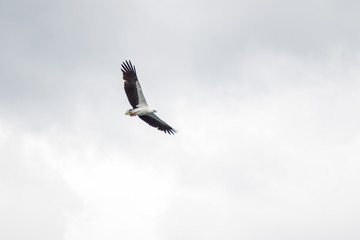 Flying wild hawk in the air close up.